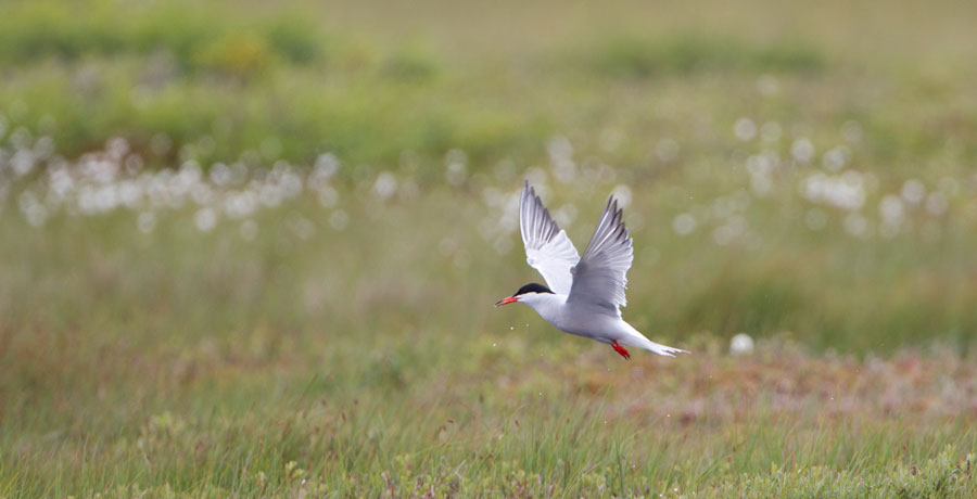Activit&eacute;s &agrave; Mingan