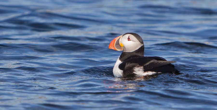Activit&eacute;s &agrave; Mingan